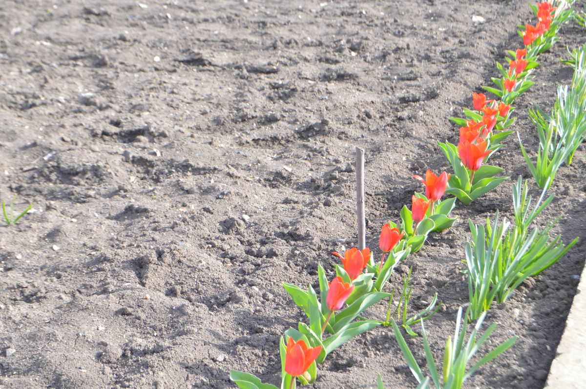 Фото автора. 25.03.2025. Тюльпаны выстроились в ряд.