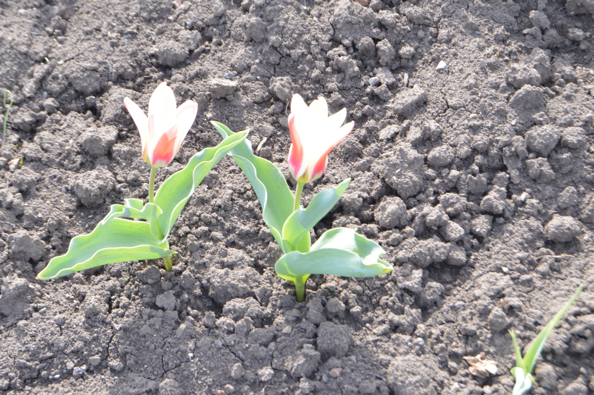 Фото автора. 25.03.2025. Необыкновенные тюльпаны. Все лишние сорняки вовремя уничтожены.