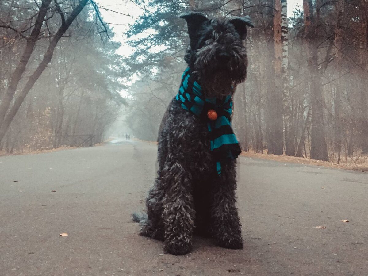 Керри-блю-терьер Чарли