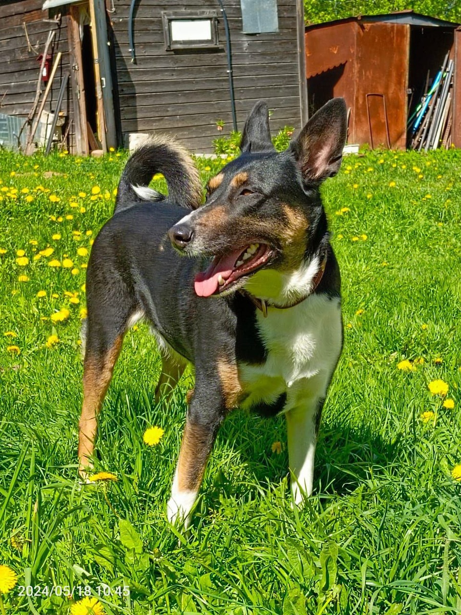 Метис Трейси