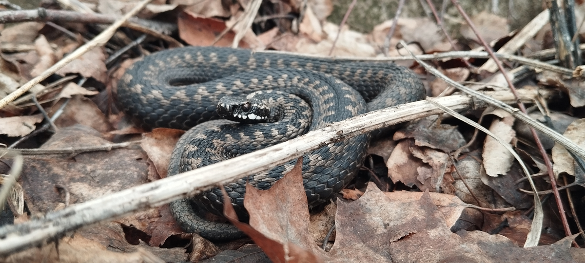 Обыкновенная гадюка (Vipera berus) в "Лосином острове". 27.03.2025.