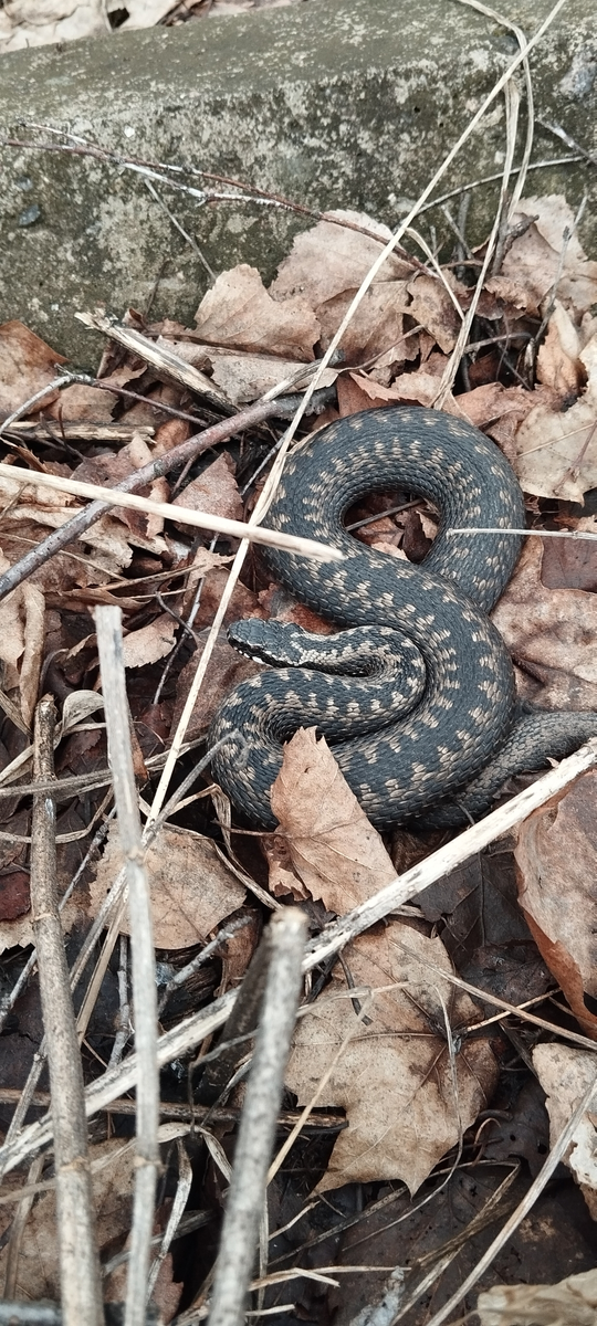 Гадюка была малоактивной, но, при этом, всё же зачем-то выползла на поверхность.
