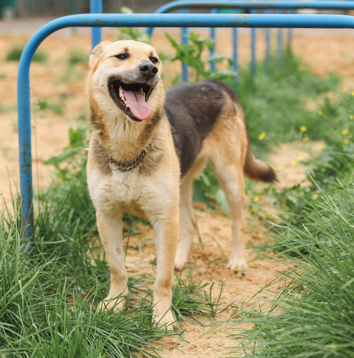 Всё правда! Я светлая и радостная собака