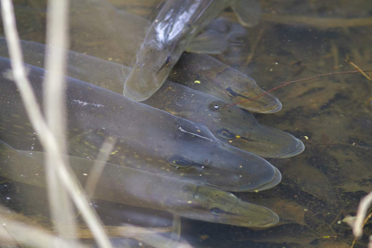 Самка щуки (Esox lucius) в плотном сопровождении самцов. НП "Лосиный остров". 27.03.2025.