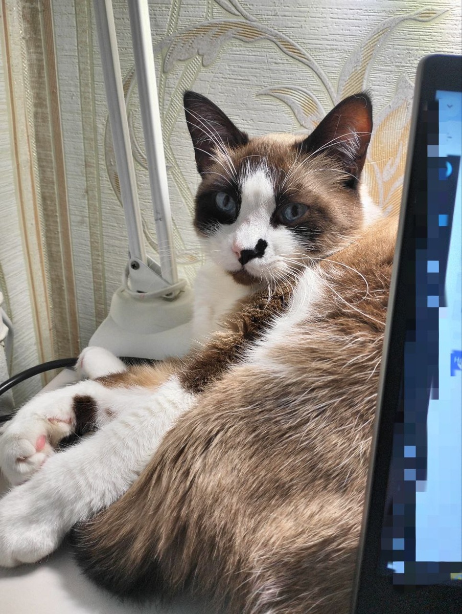 вопрошающий взгляд кота, фото от Екатерины. "Женщина, что вам нужно?!😁"  