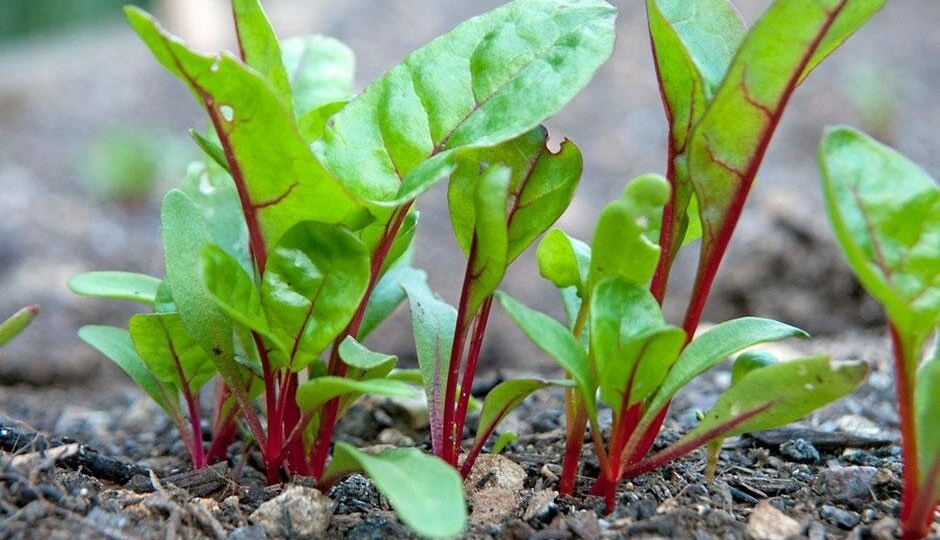 Заряжающие удобрения для грядок при посадке моркови и свеклы