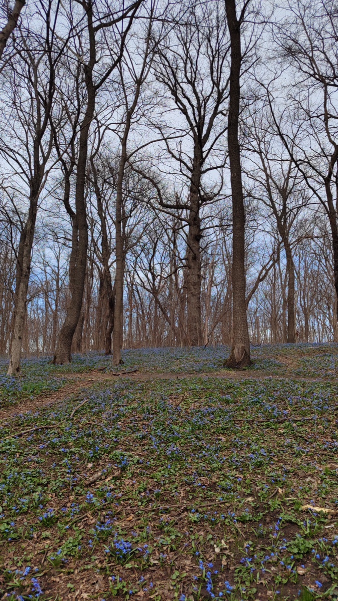 Ещё дремлющие деревья и цветущие пролески. 