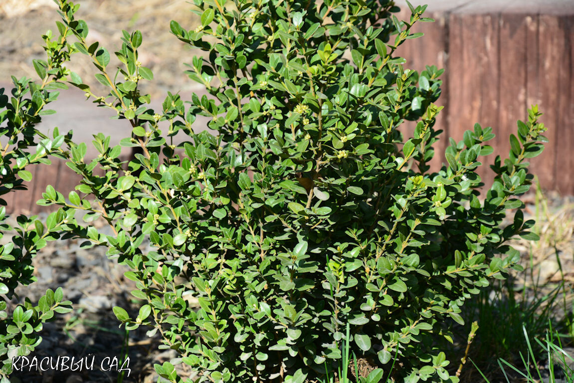 Самшит — настоящее украшение моего сада