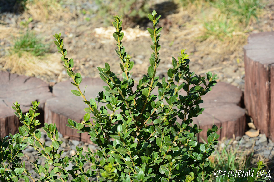 Самшиты пора уже стричь