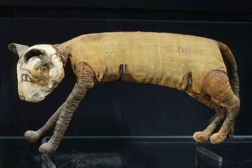 Мумифицированная кошка