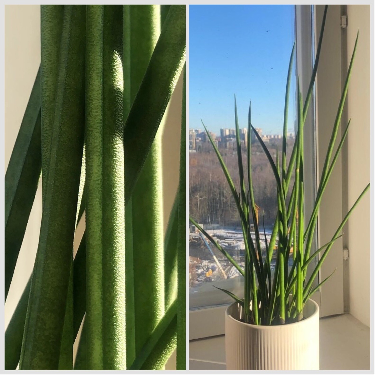 Сансевиерия цилиндрика 