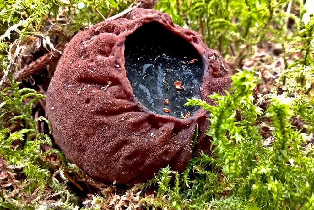    Саркосома шаровидная. Фото: istockphoto.com