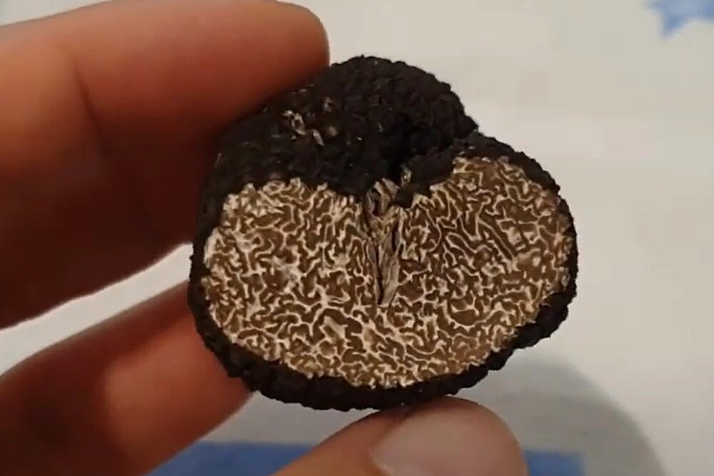    Трюфель летний. Фото: кадр из видео