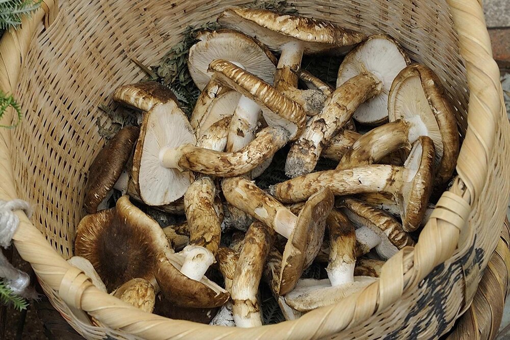    Рядовка мацутакэ. Фото:  www.globallookpress.com