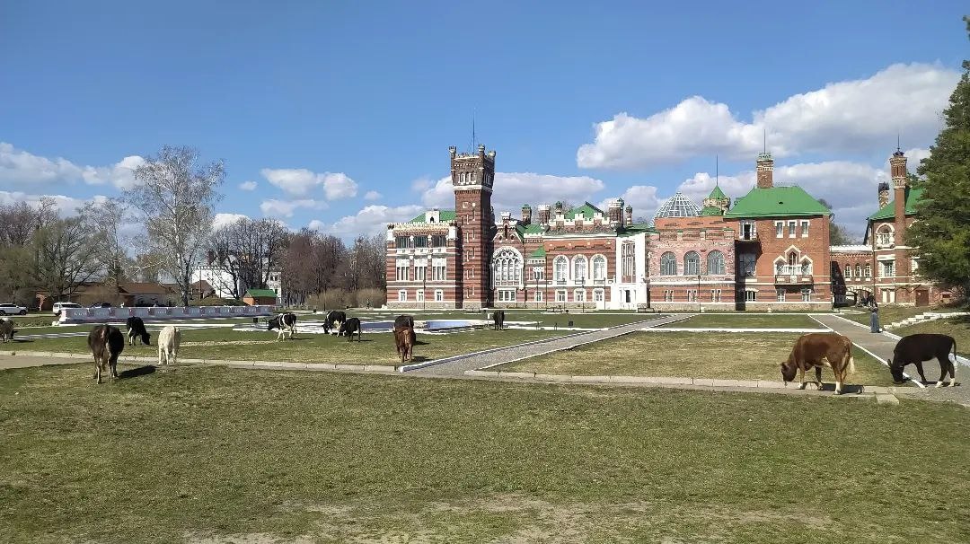 Замок Шереметевых и коровы