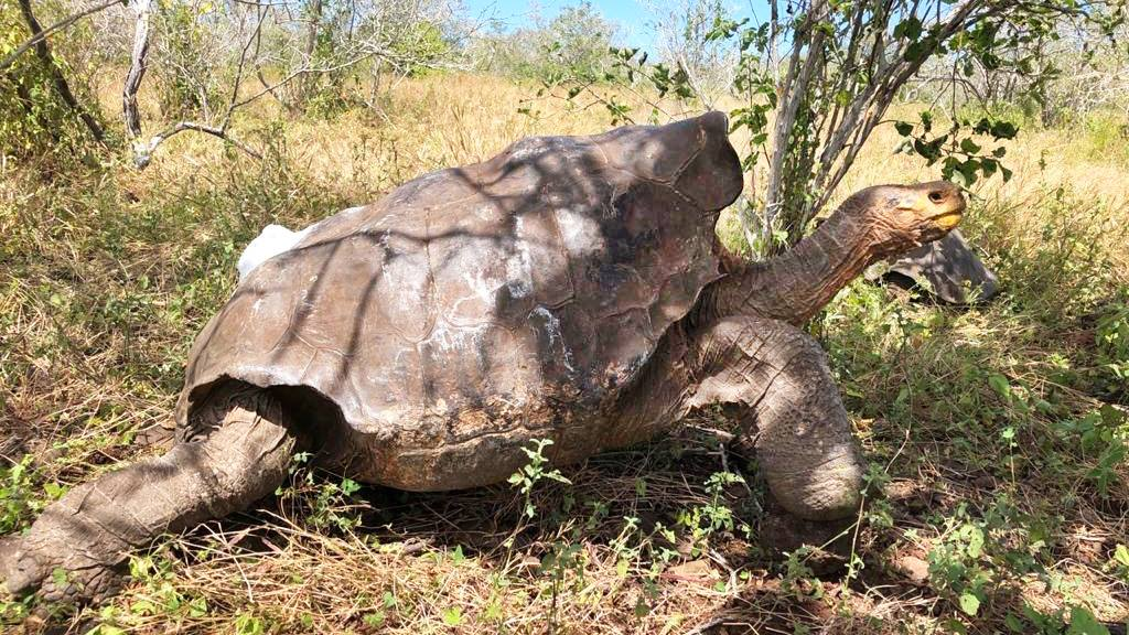 Прощальное фото Диего, отпущенного на волю. Отныне он остаётся предоставлен сам себе. Если забыть про 40 фотоловушек в окрестностях.