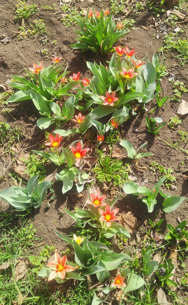 15 день цветения.