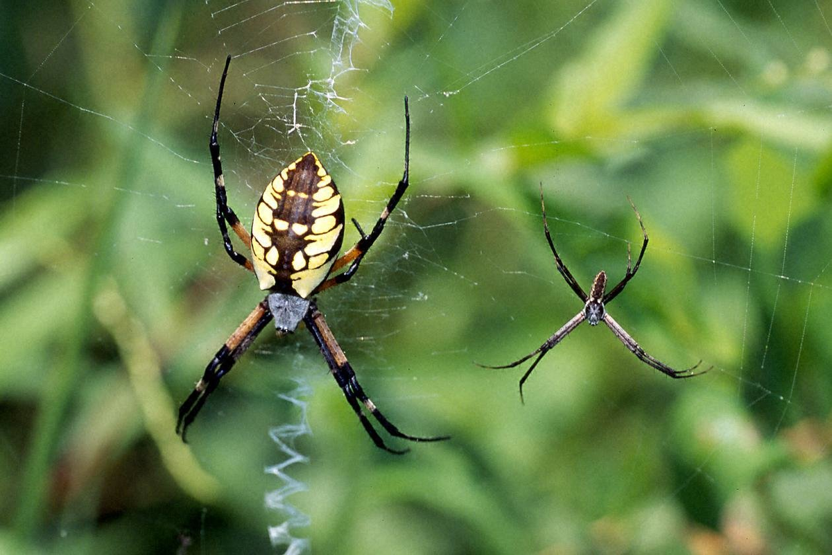 Argiope bruennichi