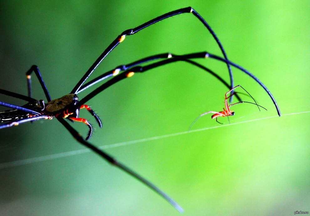 Самка паука Nephila pilipes преследует самца.⁠⁠