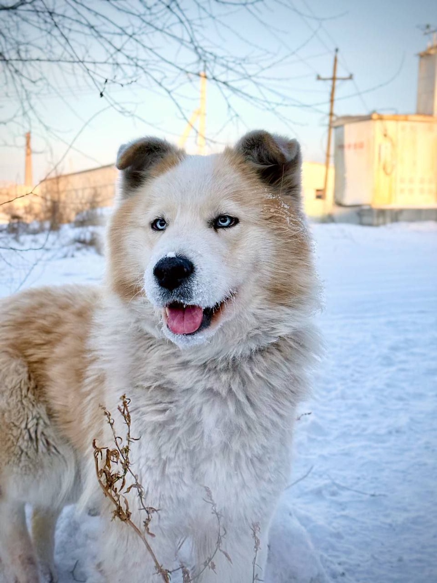 Принцесса, бывше бездомная жительница приюта Ананда