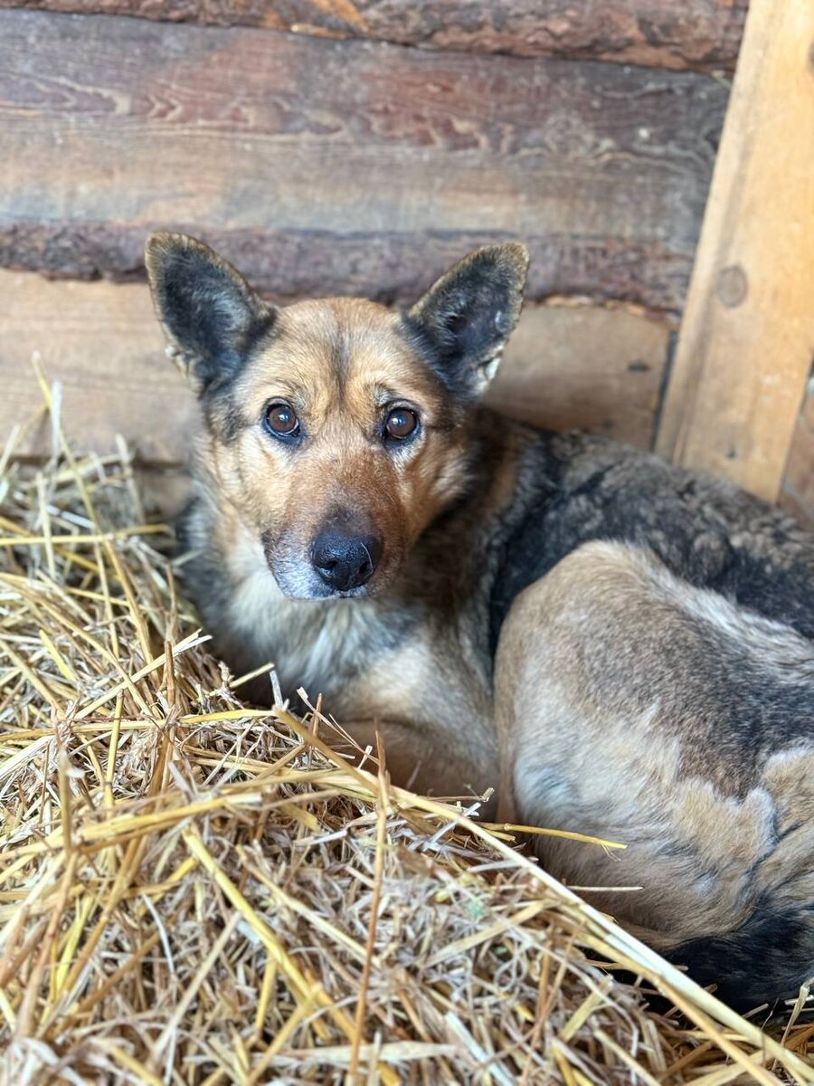 Собака спасенная от "эвтаназии" из отлова, теперь живет в приюте Ананда