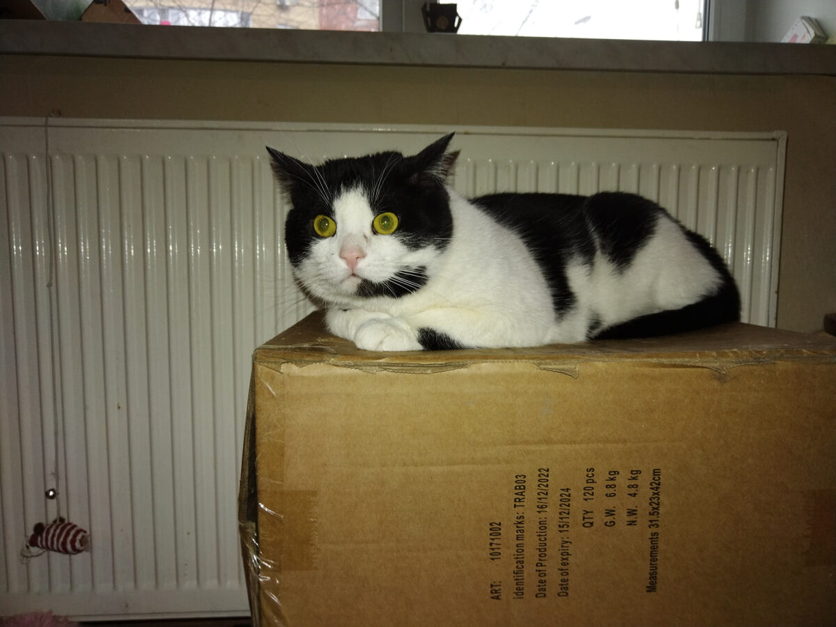 Федя (для просмотра следующих фото листайте вправо)