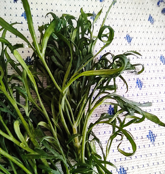 курчавый укроп - не сорт!