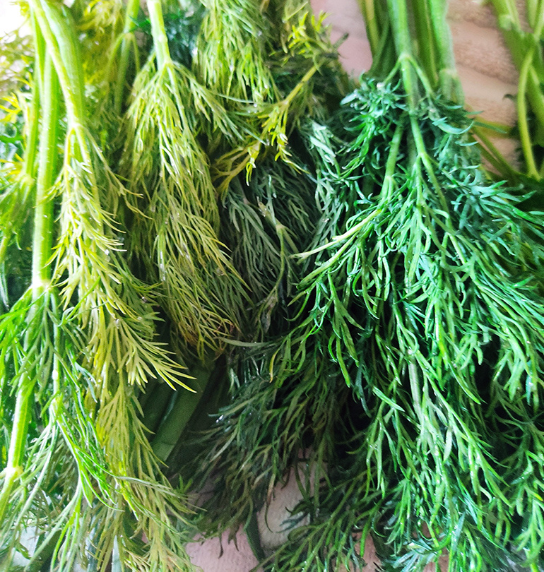 Цвет укропа зависит от освещения