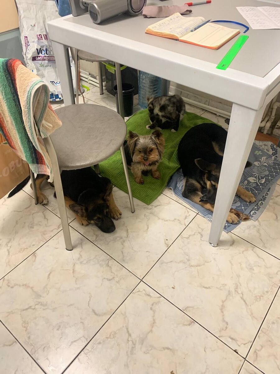 Наказанный Гаврюша и его группа поддержки