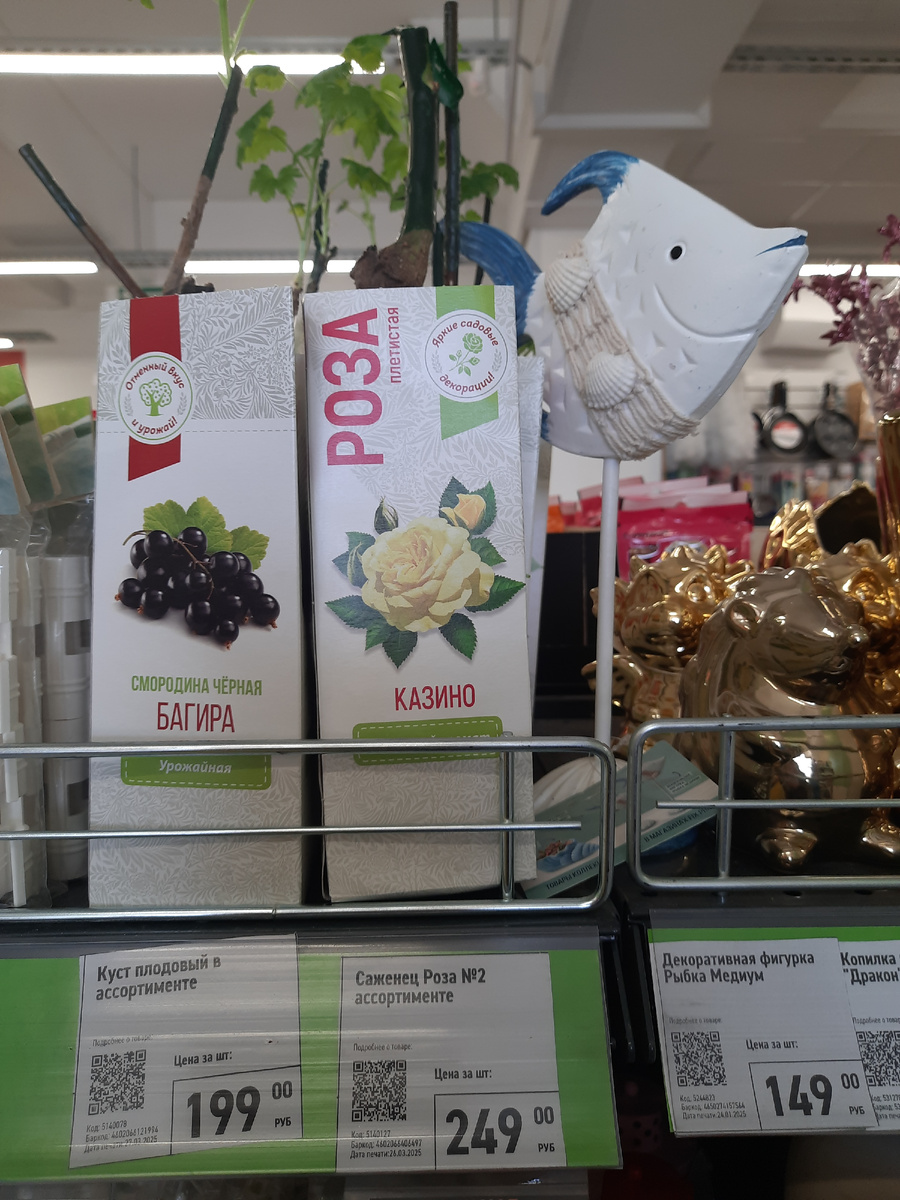 кустарники