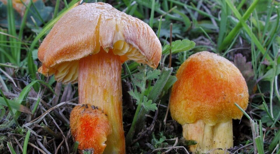 Гигроцибе промежуточная (Hygrocybe intermedia). Этот вид получил статус уязвимого (Vulnerable, VU) Michael Krikorev / IUCN