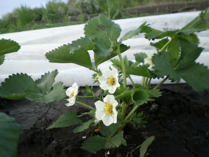 Про клубнику: 3 “модных” совета весной - медвежья услуга. Угнетают рост, ведут к хлорозу, снижают урожайность - и ягоды мелкие