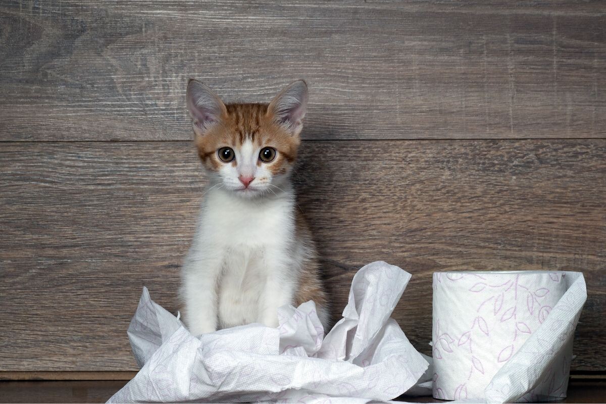 Котёнок с туалетной бумагой 