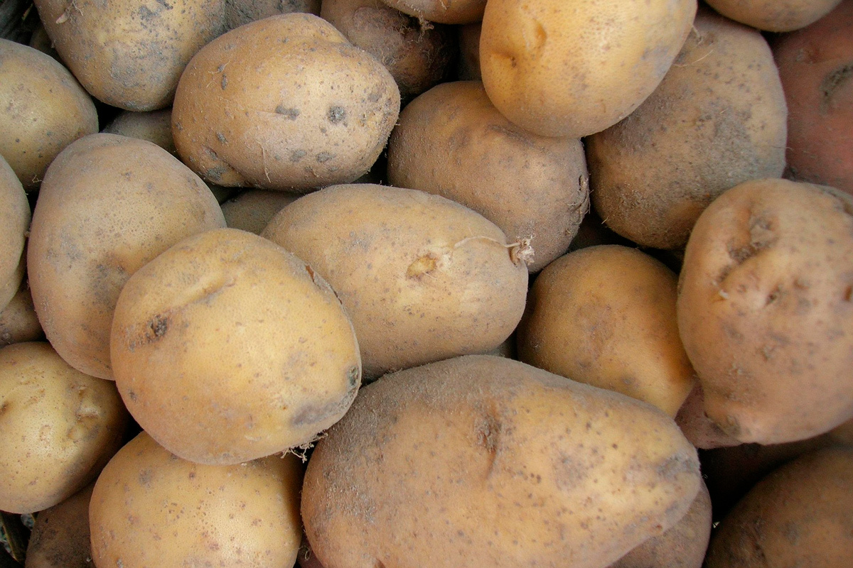    Фото: Pavlofox / Pixabay.com