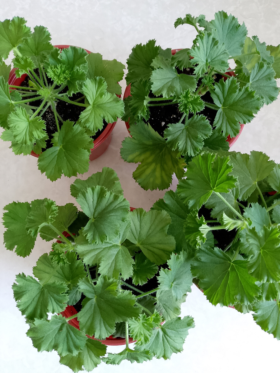 Пара черенков была на укоренение в грунте, другая в воде с бумагой. Укоренились все, но кто нарастил первые корешки, остаётся загадкой