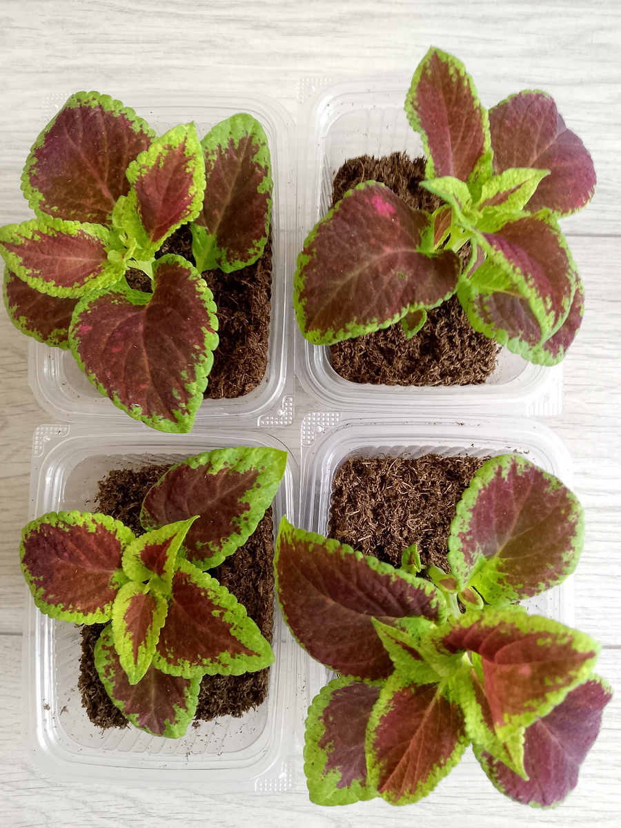 От укоренения до такого прекрасного состояния растений, прошёл месяц