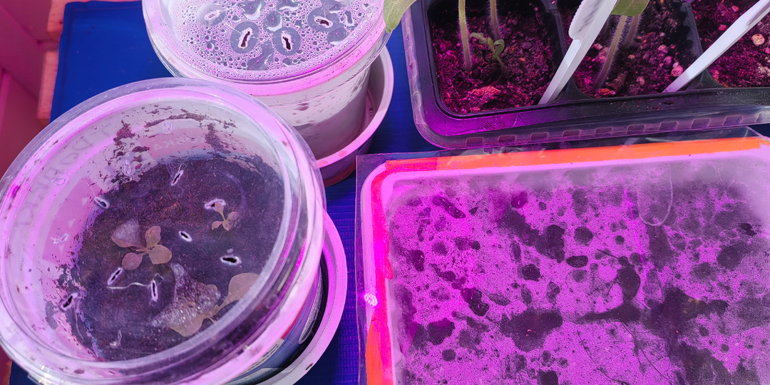 Зачем возиться с торфяными таблетками, если есть способ лучше? Петунии прорастают на третий день