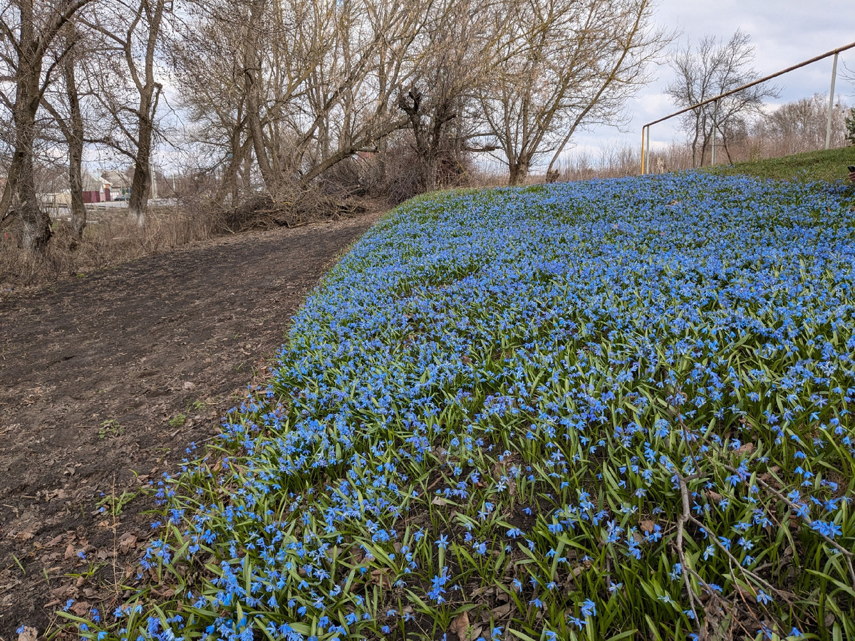 Пролески в Белгородской области