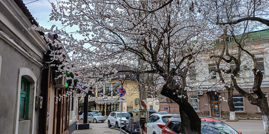 Феодосия сегодня: тепло, цветы и море без мазута