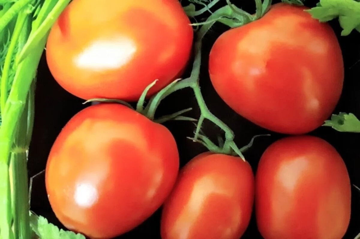    Агрономы раскрыли тюменцам, что может погубить урожай томатов