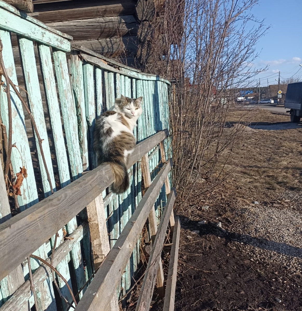 Фото из архива наших питомцев. Венька.