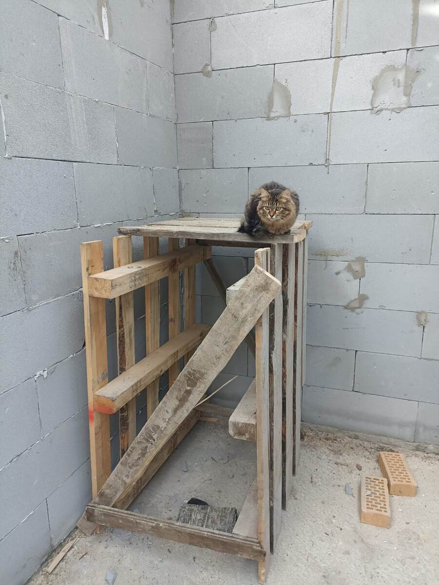 Фото из архива наших питомцев. Клёпа - второй прораб на стройке у ГЛАВНОГО ☺️