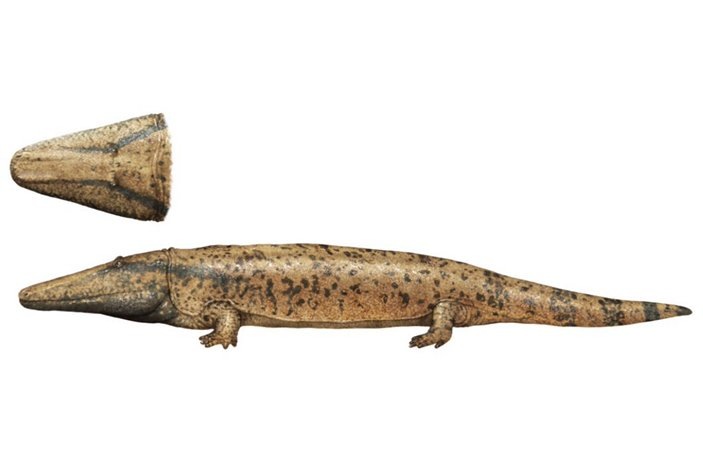 Антарктозух.