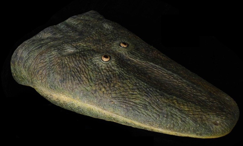 Голова антарктозуха.