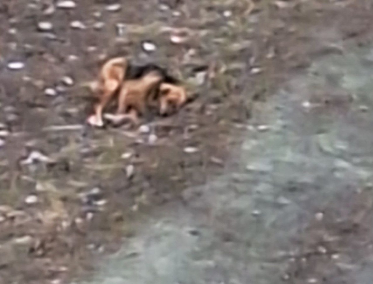    Собака напала на девочку в Орске и укусила за лицо: Александр Бастрыкин поручил предоставить доклад