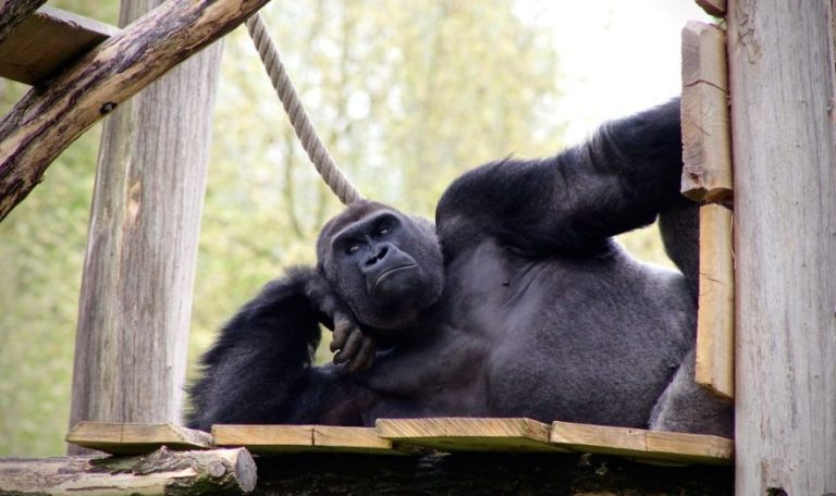    Фото: unsplash.com / Valentin Jorel Ольга Чистова