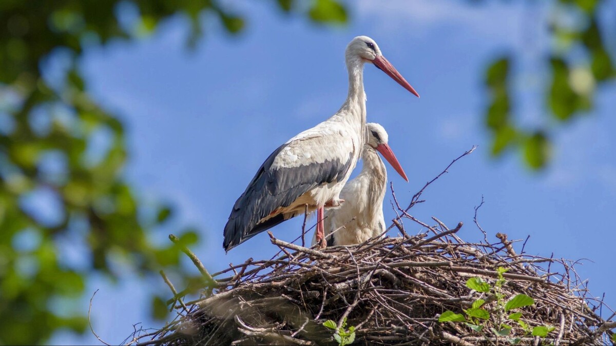    Фото: stock1000/Shutterstock/Fotodom