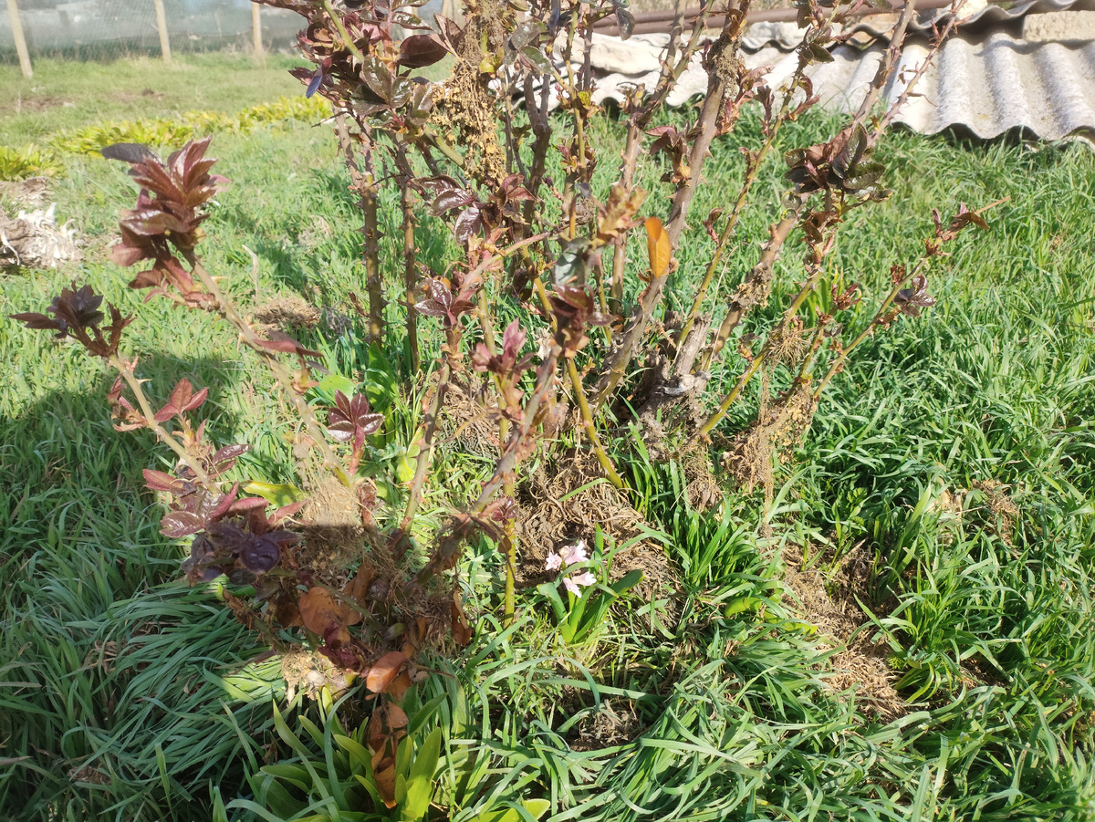 Прямо в середине куста. И луковицу не выкопаешь, она глубоко, скорее всего...