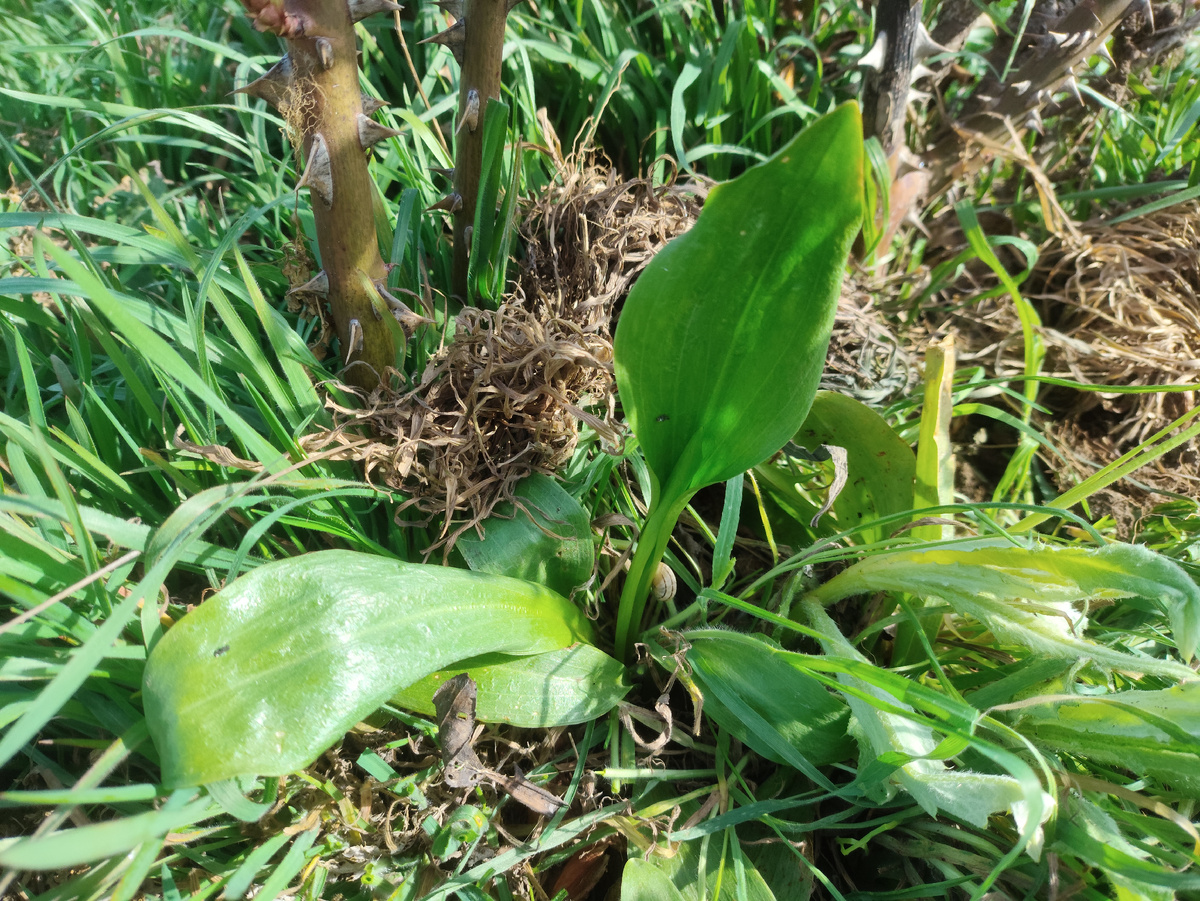 Непонятное растение там же.