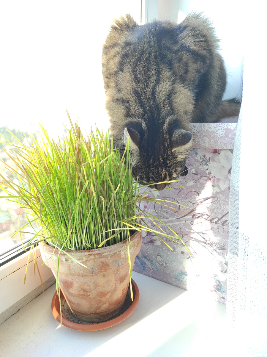 Самое удобное, трескать траву вниз головой